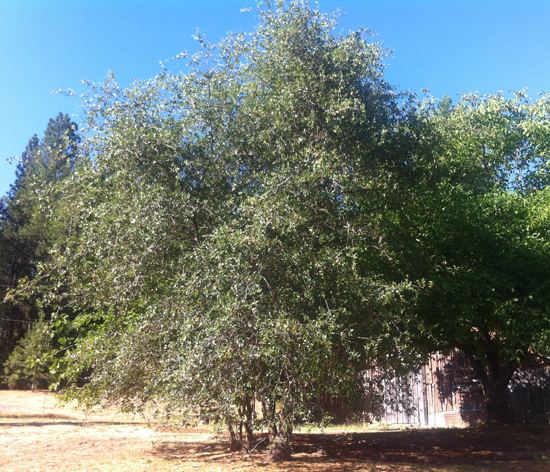 Quercus wislizeni httpsselectreecalpolyeduimages120066origi