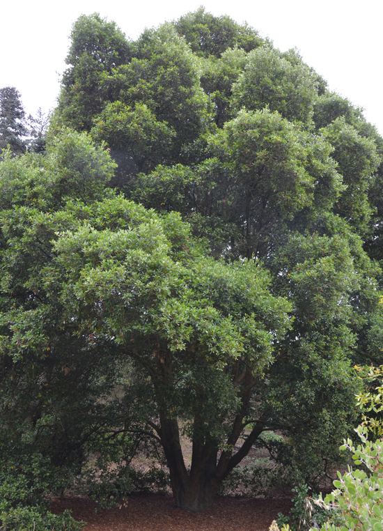 Quercus wislizeni UFEI SelecTree A Tree Selection Guide