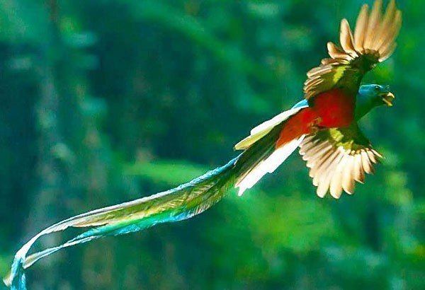 Quetzal The colorful quetzal is facing extinction researcher