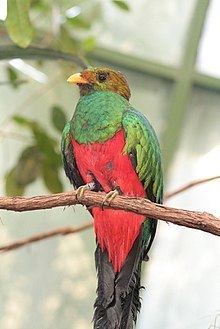 Quetzal httpsuploadwikimediaorgwikipediacommonsthu