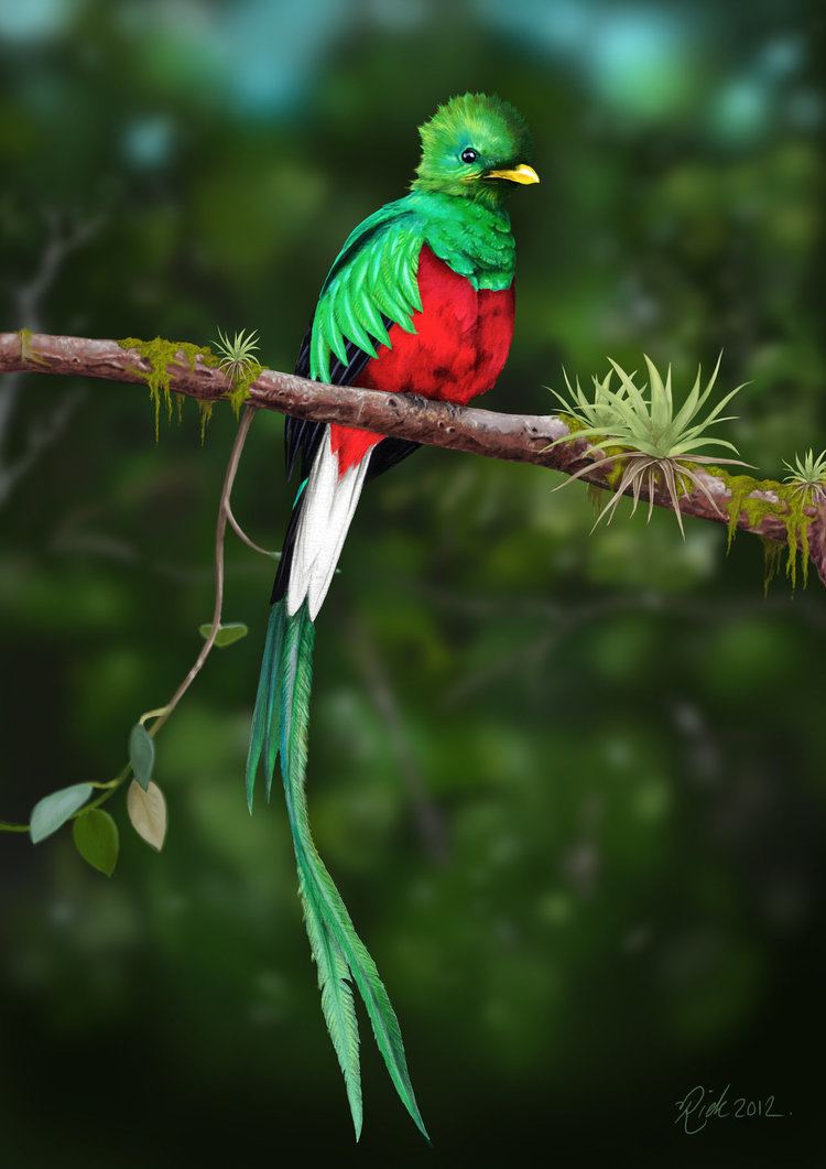 Quetzal quetzal DeviantArt