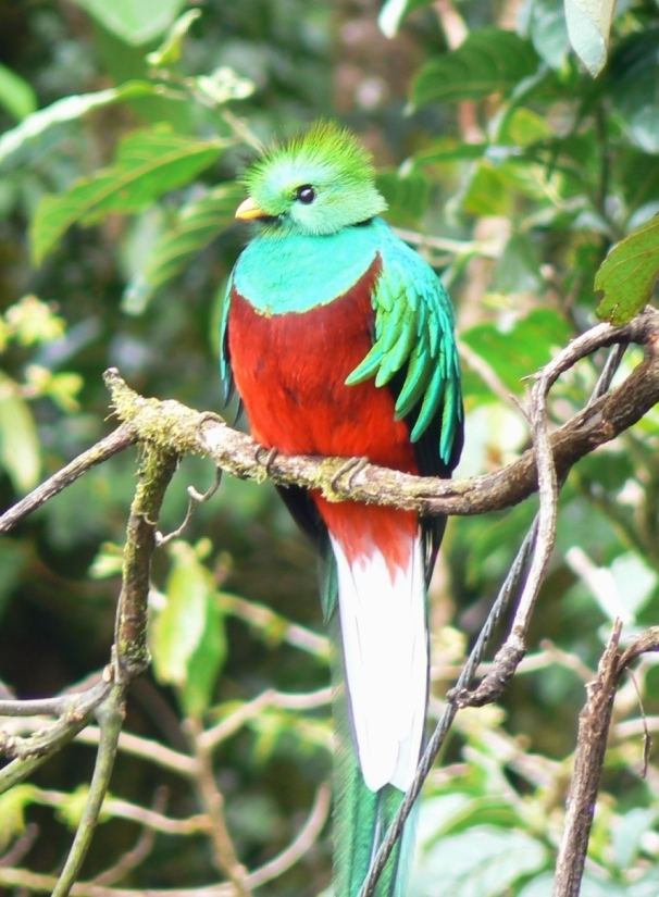 Quetzal Resplendent quetzal Wikipedia