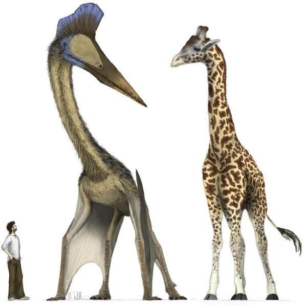 Quetzalcoatlus QUETZALCOATLUS The flying dinosaur taller than a giraffe