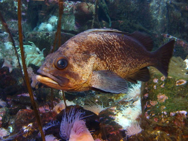Quillback rockfish httpsuploadwikimediaorgwikipediacommonsthu