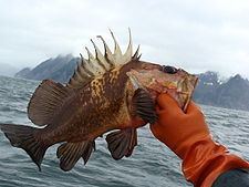 Quillback rockfish Quillback rockfish Wikipedia