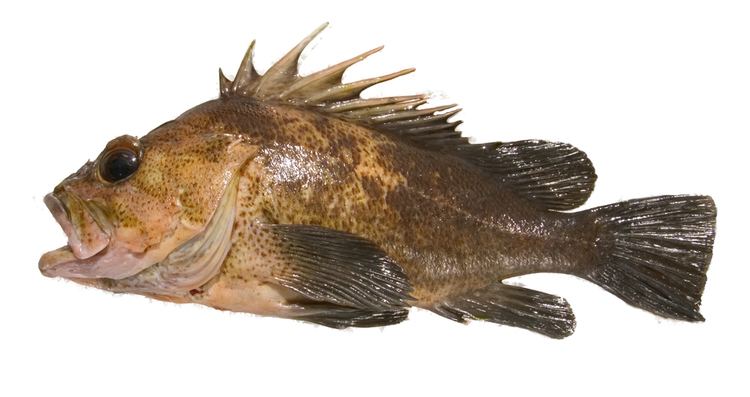 Quillback rockfish Bottomfish Identification Guide Quillback Rockfish Sebastes