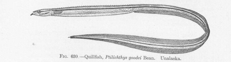 Quillfish FileFMIB 52199 Quillfish Philichthys goodei Bean Unalaskajpeg