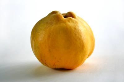 Quince Quince SimplyRecipescom