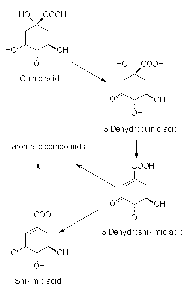 Quinic acid Quinic acid chiral compounds from nature Buchler quinine plant