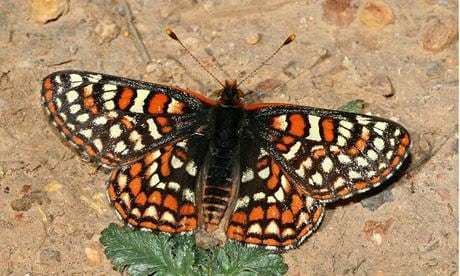 Quino checkerspot Endangered butterfly defies climate change with new diet and habitat