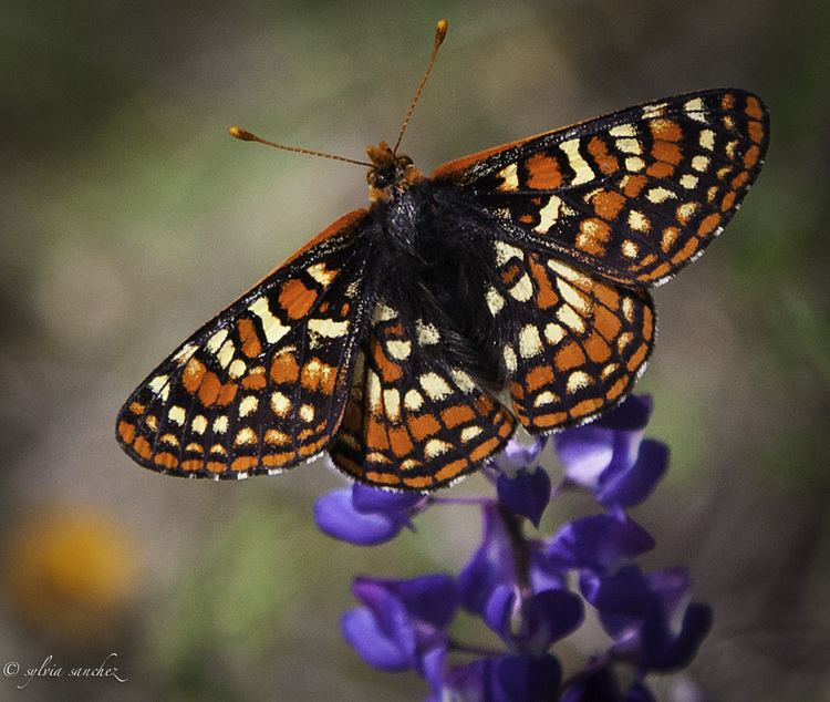 Quino checkerspot httpsc1staticflickrcom982638630383030efd3