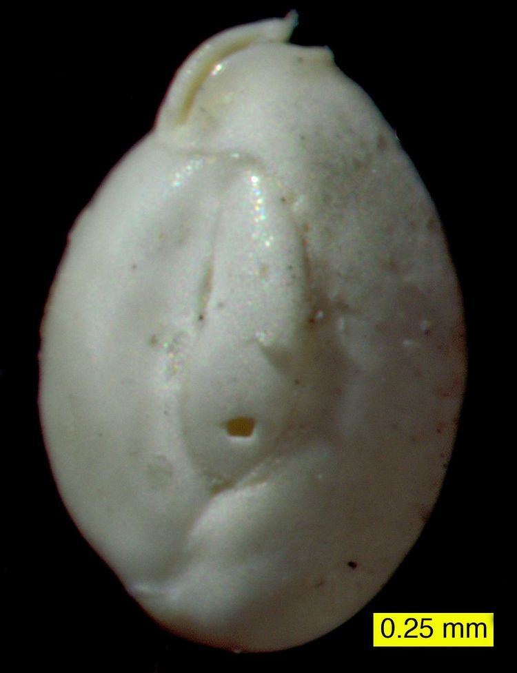 Quinqueloculininae