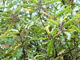Quintinia Quintinia serrata New Zealand Plant Conservation Network