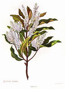 Quintinia serrata httpsuploadwikimediaorgwikipediacommonsthu