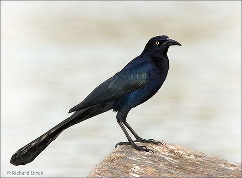 Quiscalus Mystery Bird GreatTailed Grackle Quiscalus mexicanus Living the