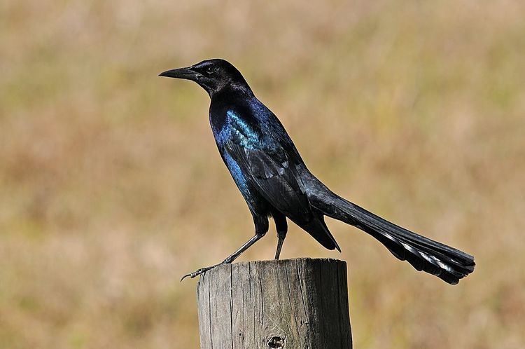 Quiscalus Boattailed grackle Wikipedia