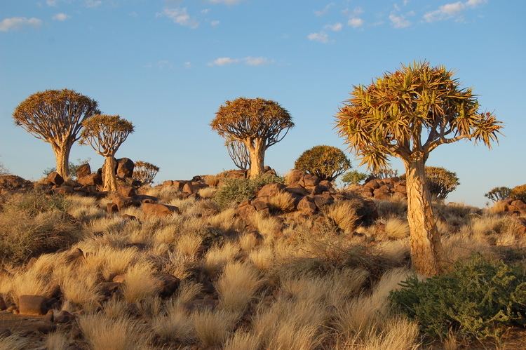 Quiver Tree Forest FileQuiver Tree Forest Keetmanshoop 3166047773jpg Wikimedia