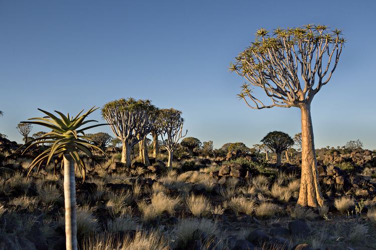 Quiver Tree Forest Namibian Notions Quiver Tree Forest Laura Bute PhotographyLaura