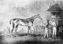 Quiz (horse) httpsuploadwikimediaorgwikipediacommonsthu