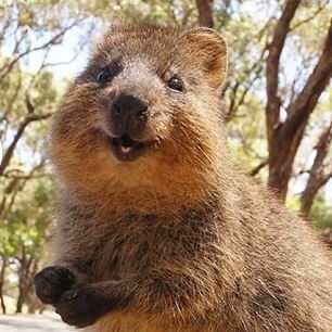 Quokka 1000 ideas about Quokka on Pinterest Australia animals Otters