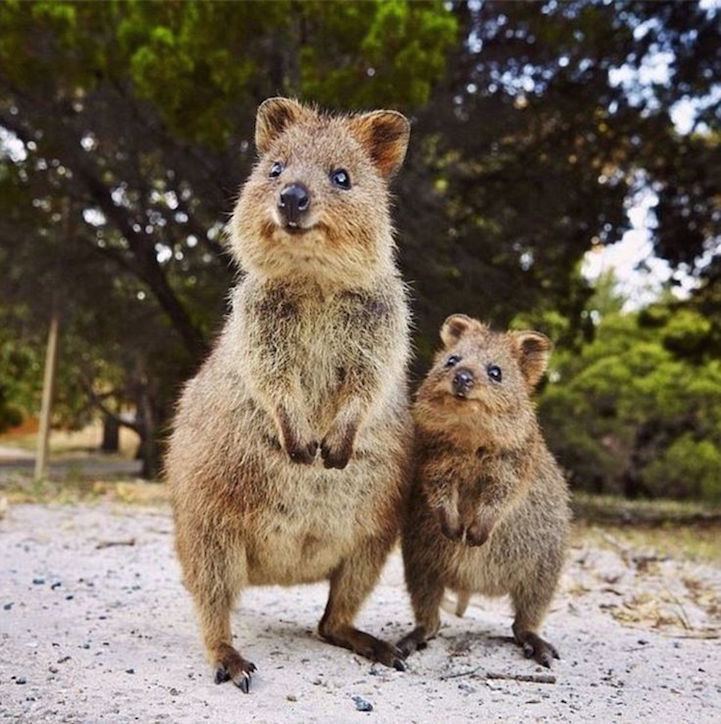 Quokka World Falls in Love with Quokka Australia39s Most Adorable Animal