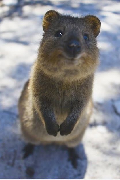 Quokka 1000 images about Quokka on Pinterest Pets Happy and Family units