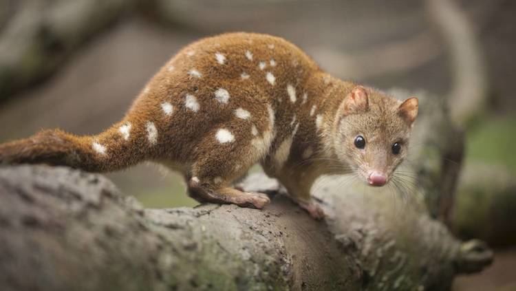 Quoll Landowners offered cameras to protect tiger quoll Illawarra Mercury