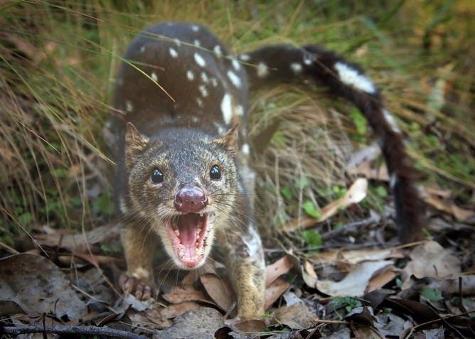 Quoll Quolls are in danger of going the way of Tasmanian tigers