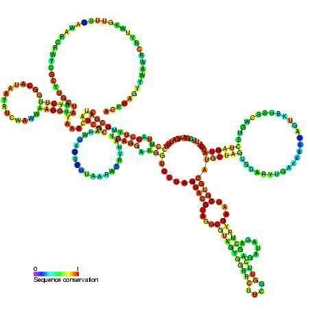 R2 RNA element