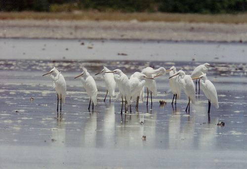 Rab-do and Muki-do Islands Important Bird Area