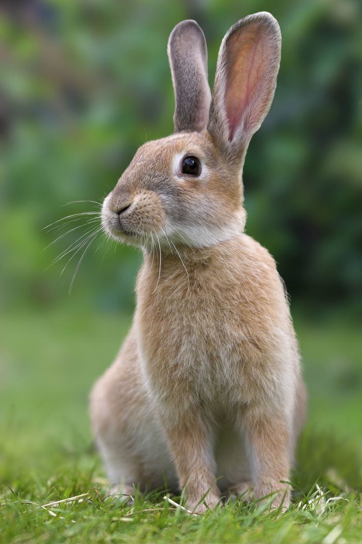 Rabbit 1000 ideas about Rabbits on Pinterest Bunny rabbit Baby bunnies