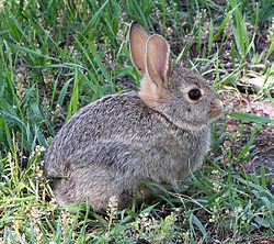 Rabbit httpsuploadwikimediaorgwikipediacommonsthu