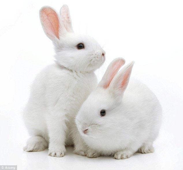 Rabbit Desperate hunt for vaccine as highly contagious rabbit RHD2 virus