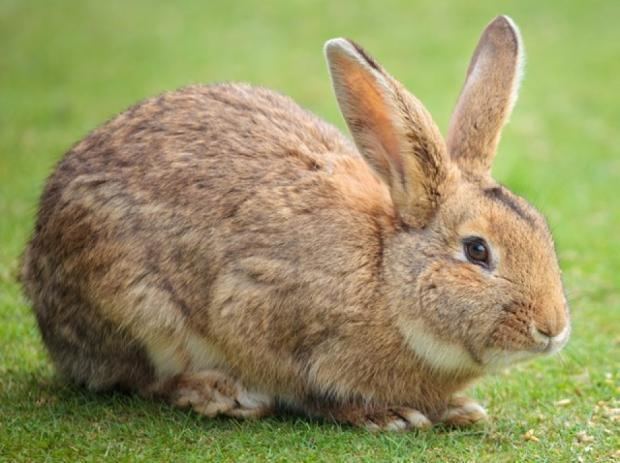 Rabbit How the wild rabbit was domesticated ScienceNordic