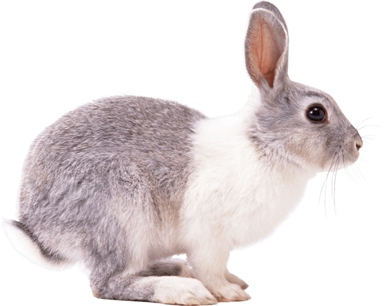 Rabbit Rabbit PNG images free png rabbit pictures download