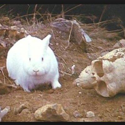 Rabbit of Caerbannog Rabbit of Caerbannog Jamesrabbit7 Twitter