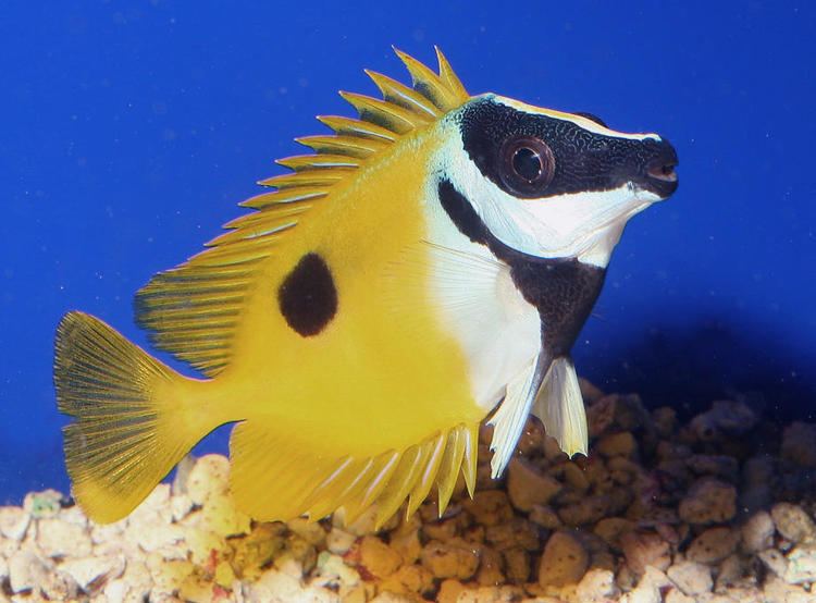 Rabbitfish Blotched Foxface Fish Found in Florida Waters