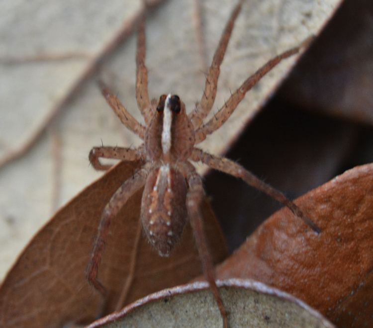 Rabidosa hentzi