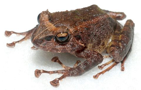 Rabor's forest frog