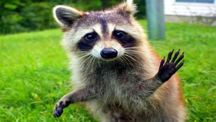 Raccoon 10 Funniest Raccoon Videos YouTube