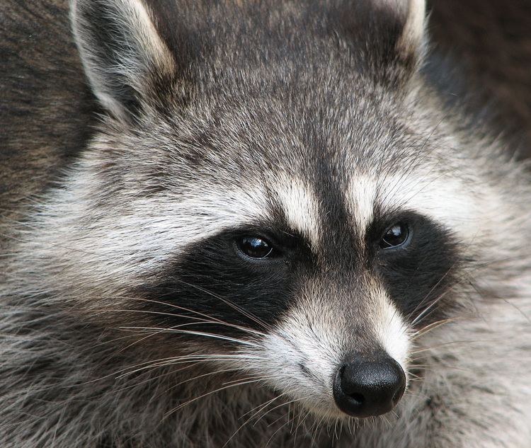 Raccoon httpsuploadwikimediaorgwikipediacommonsee