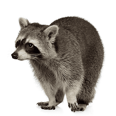 Raccoon Facts about Raccoons Raccoon Facts Havahart