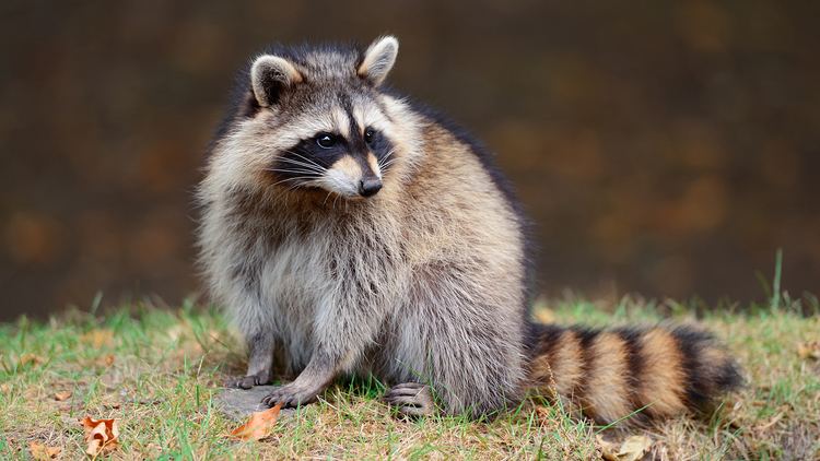 Raccoon raccoongrassjpg