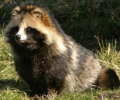 Raccoon dog Raccoon Dog The Night Wanderer Animal Pictures and Facts