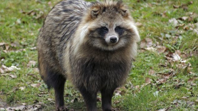 Raccoon dog 5 Interesting Facts About Raccoon Dogs Hayden39s Animal Facts