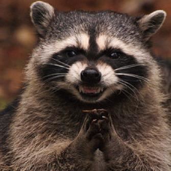 Raccoon Emergency Raccoon anarcharaccoon Twitter