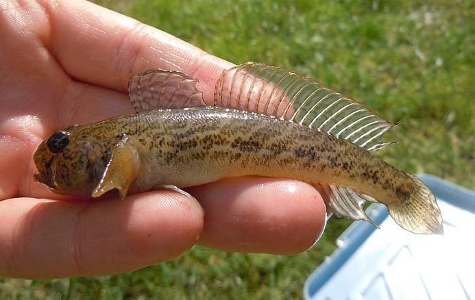 Racer goby Racer goby Wikipedia