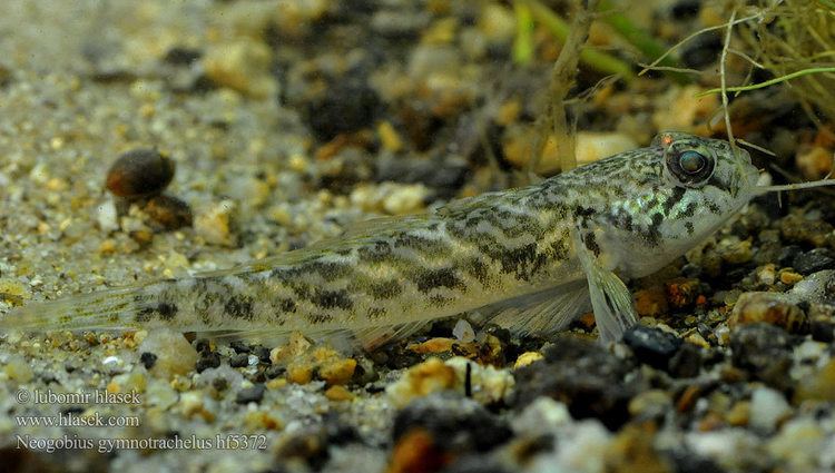 Racer goby Gobie douce Naakthalsgrondel Ghiozzo