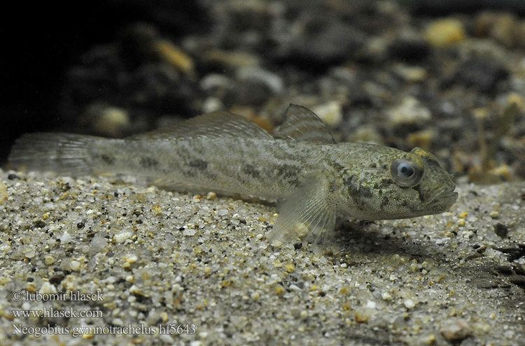 Racer goby Gobie douce Naakthalsgrondel Ghiozzo