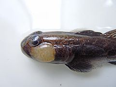 Racer goby Racer goby Wikipedia